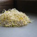 3 Part Salad Sprout Seed Mix - 1 Lbs - Handy Pantry Brand: Certified Organic Sprouting Seeds: Radish, Broccoli & Alfalfa: Cooking, Food Storage or Delicious Salad Sprouts   566878688
